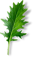 mizuna leaf